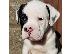 PoulaTo: PITBULL