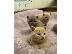 PoulaTo: fluffy kittens for adoption