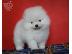 PoulaTo: όμορφα Pomeranian Puppies προς πώληση