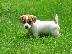 PoulaTo: Χαριτωμένα κουτάβια Jack Russell