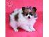 PoulaTo: Spitz puppy mini size bicolor