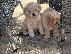 PoulaTo: Cocker spaniel puppy for sale