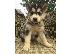 PoulaTo: αγαπώντας το Siberian Husky έτοιμο για υιοθεσία.