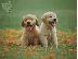 PoulaTo: Golden retriever - Γκόλντεν ριτρίβερ