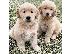 PoulaTo: Πωλούνται κουτάβια Golden Retriever