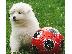 PoulaTo: Διαθέσιμα όμορφα κουτάβια Samoyed