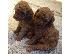 PoulaTo: Lijepi psići pug Baby Girl Ready Sada me kontaktirajte putem (whatsapp 32460219218) ili (v...