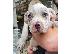 PoulaTo: Pit bull xxl size