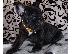 PoulaTo: French bulldog black