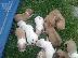 PoulaTo: pit bull