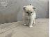 PoulaTo: Birman Kittens