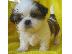 PoulaTo: κορυφαία ετοιμοπαράδοτα Shih Tzu