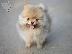 PoulaTo: Pomeranian mini
