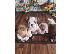 PoulaTo: English Bulldog Dogs and Puppies for sale