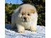 PoulaTo: Πολύ παιχνιδιάρικο Chow Chow Pups
