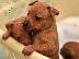 PoulaTo: Pinscher toy