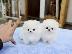PoulaTo: Δύο ωραία T-Cup Pomeranian Puppies