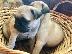 PoulaTo: Παγκ μοπς PUG Mops