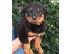 PoulaTo: Ta koutávia Rottweiler