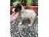PoulaTo: Lagotto Romagnolo κουτάβια