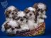 PoulaTo: Shih Tzu
