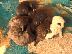 PoulaTo: Lagotto Romagnolo