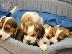 PoulaTo: Beagle