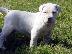 PoulaTo: Dogo Argentino
