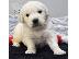 PoulaTo: Οικογενειακά κουτάβια Golden Retriever.