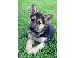 PoulaTo: Kορυφαία German Shepherd