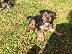 PoulaTo: AKC Yorkshire Terrier Puppy