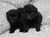 PoulaTo: POMERANIAN