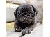 PoulaTo: Pug