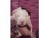PoulaTo: pit bull arabai aziat
