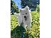 PoulaTo: λάμε όμορφο κοριτσάκι samoyed. Όλος ο