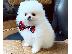 PoulaTo: Δύο φοβερά κουτάβια Mini Pomeranian