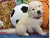 PoulaTo: Εκπληκτικά Golden Retriever κουτάβια