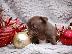 PoulaTo: 2 Όμορφη Lilac / Choc Ομαλή Coat Τσιουάουα Pups ΓΙΑ XMASS
