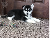PoulaTo: Αλάσκα Malamute κουτάβια