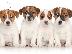 PoulaTo: Jack russell