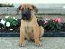 PoulaTo: Boerboel