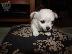 PoulaTo: Lovely Chihuahua Puppies for Sale,