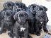 PoulaTo: Predivni muški i ženski štenci Cane Corso