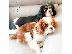 PoulaTo: Φοβερός Cavalier King Charles