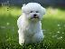 PoulaTo: Bichon Frize κουτάβι