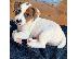 PoulaTo: Διαθέσιμα κουτάβια Jack Russell Terrier