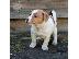 PoulaTo: Φανταστικά κουτάβια Jack Russell Terrier