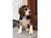 PoulaTo: Štenci Beagle dostupni za prodaju kontaktirajte me putem (whatsapp 32460219218) ili (viber...
