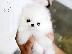 PoulaTo: Καθαρά Pomeranian Puppies διαθέσιμα