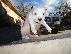 PoulaTo: Pit bull